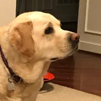 Rich Liu (@rliu72) 's Twitter Profile Photo Rich Liu (@rliu72) 's Twitter Profile Photo