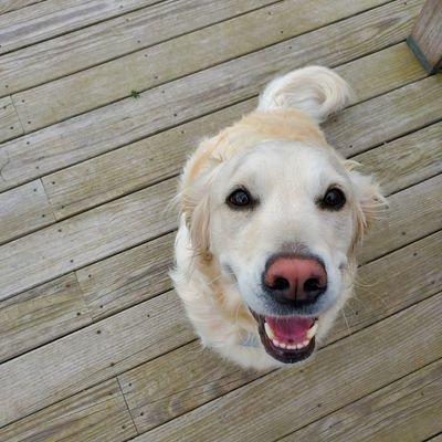 I'm a fun loving English Cream Golden Retriever. Tweets are my own and do not necessarily reflect the opinions of my master