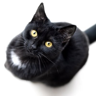 X1HIDNMjRKbjpGC's profile picture. 吉川健二。みゅう:飼い猫の名前です。よろしくお願いいたします。