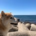 Fuku (@fuku29shiba) Twitter profile photo Fuku (@fuku29shiba) Twitter profile photo