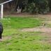 k9queen9