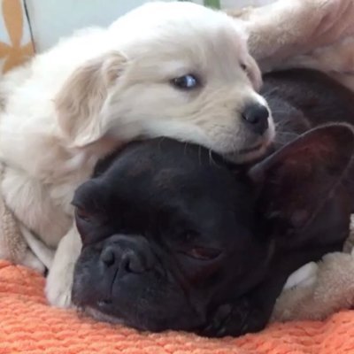 ゴールデンレトリバーのハル(2020.2.2生 男子)と飼い主の日常をつぶやきます。
見えないと思いますが、フレンチブルドッグのさくら姉さん(2022年3月1日🌈)もいます。
YouTubeチャンネル「ゴールデンブヒ」もやっています。 こちらも見て頂けたらとってもうれしいです。