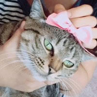 Haruneko (@harunek10514792) 's Twitter Profile Photo