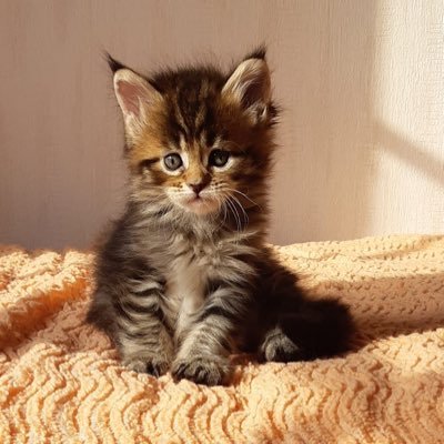 mg_sebastien's profile picture. 