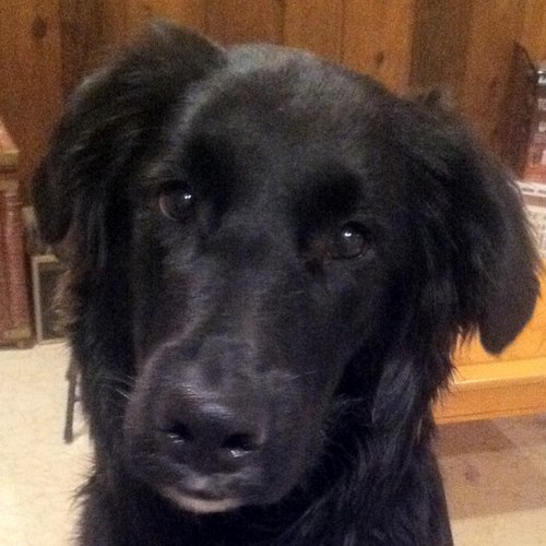 N1ckPeterson's profile picture. I eat and drink my hobbies..join in!