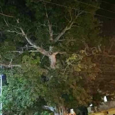 CerrosContreras's profile picture. PROFESOR