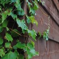 庵の壁の蔦 Fu Ten 님 트위터