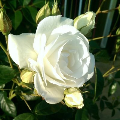 JDM51's profile picture. Lincolnshire Yellowbelly.