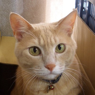 Tomo2877753802's profile picture. 