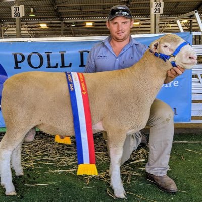 reddogscott2's profile picture. From Coolac NSW - Poll Dorset stud and Sheep pregnancy scanner