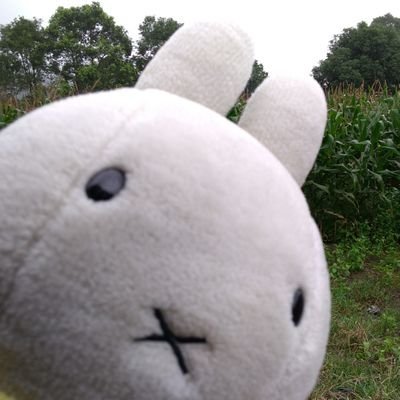 My name is Lee Wu. I'm a #Miffy Rabbit (my species). I'm 5 years old. I like food.
No asking for rabbital info pwease.