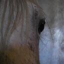 Sara Wolff - @mrosearabs - Twitter