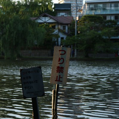 石神井公園が好きです。石神井公園の写真をたまに撮っています。#石神井公園