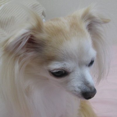 Kurou__Crow's profile picture. 単身赴任先でのみTwitterやネット活動をしています。 自宅では最高に可愛い「わんこ」が二人も居るので、塗料を使ったり、切削でゴミが出る作業はNG。だからというわけじゃ無いけど、手が遅いのでなかなか完成しないんだよね。 簡単に形になる食玩、144の飛行機が中心だけど、やっぱり700の艦船も好きです。