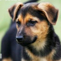 Perrito Callejero (@perritocallejer) 's Twitter Profile