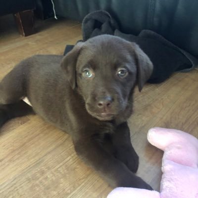 CocotheL's profile picture. I’m a chocolate Labrador, I’m the cutest thing to come out of lock down!! enjoying life with my new family!!  playtime is all of the time!