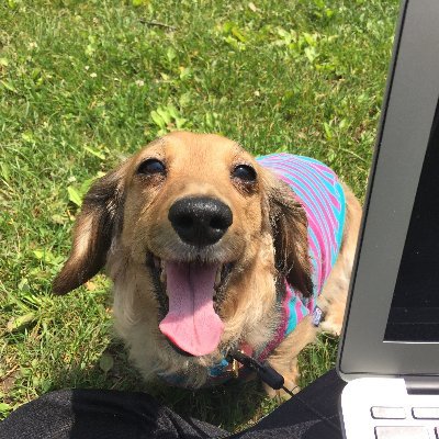 ミラクル犬リリさんと一緒にツイッターします。
You Tube;