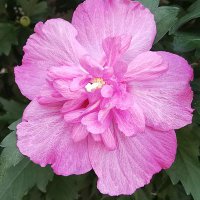 芙蓉 (@fuyo_rosemallow) 's Twitter Profile