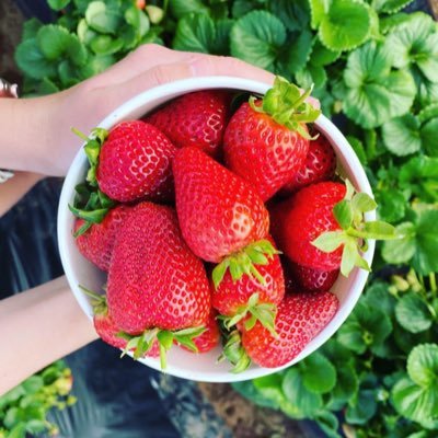 Carlsbad Strawberry Company has been growing Strawberries for 4 generations and the experience shows. Our strawberries are the tastiest around, grown with love