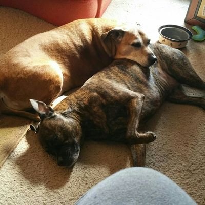 Wife to Kevin. Mom to Daisy, my hound mix, Bailey, my pit bull mix and Goose my little Tom cat. A definite animal lover.