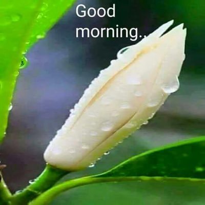 udayaku32510961's profile picture. 