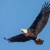 Eagle (@eagletrades050) Twitter profile photo Eagle (@eagletrades050) Twitter profile photo