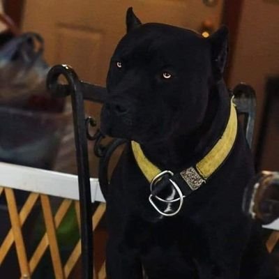 Batatao333's profile picture. 