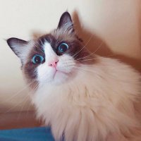 Ruohao ZHANG (@zhang_ruohao) 's Twitter Profile