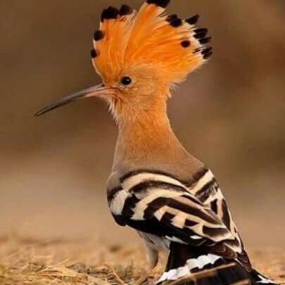 DcTBBU0VSCc9It3's profile picture. أنت تريد وأنا أريد والله يفعل مايريد