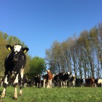 Tom (@1stgendairyfarm) 's Twitter Profile Photo Tom (@1stgendairyfarm) 's Twitter Profile Photo