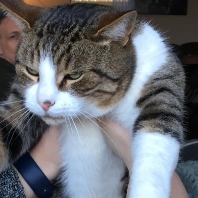 Ho0dieMVS's profile picture. roflmao