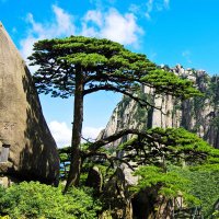Huangshan Travel Official (@travelhuangshan) 's Twitter Profile
