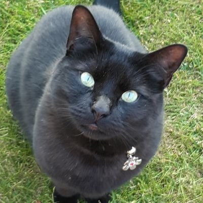 Official: Pushkin Panfur (I am the face and voice for all panfurs) Adopted via @catsprotection #blackcatawareness @meekotheburmese is my stinky step fur brother