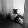 jerom5121's profile picture. さすらいのカメコ。
都内中心に関東近郊で活動しております。
自分が撮影した写真はその被写体様に限り、どんな加工、使い方をしてもOK。
RAW形式でのお渡しも可能です(*•̀ᴗ•́*)و ̑̑