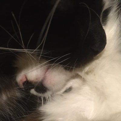 Penguin & Panda, brother & sister were rescued with eyes problems. Even though we have only one good eye for two of us we are active bandits! 🐾😻😻🐾 01.05.20