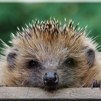 Herr Igel 🇩🇪 💙 ☮️ 🎼 (@fra_math) 's Twitter Profile