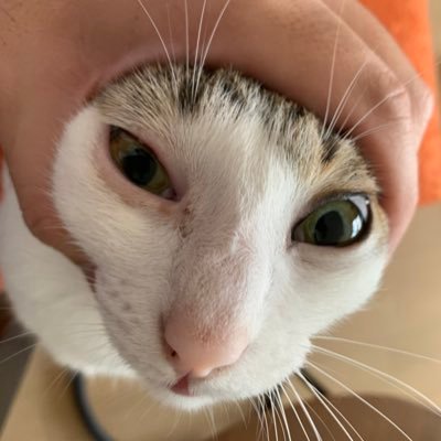 yuuuyuuuyuuuy_'s profile picture. なんかよくわからない人。猫を愛でます。 適当なことしかいいません。 SW-5974-8385-9197 2024/10/26 FF14始めました。 https://t.co/nCT3g7URf9