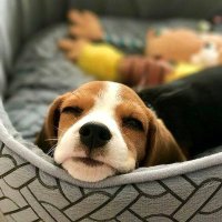 Beagle Addict(@beagle_addict) 's Twitter Profile Photo