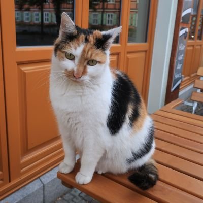 tabizukinoNEKO's profile picture. 