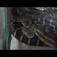 ブリーディングファーム かぷち (@bf_capuci) 's Twitter Profile