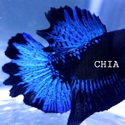 山田ちあさんのプロフィール画像