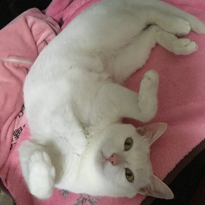 Mememomo 羔羊精兵 啟示錄14 1 5 陳恩明牧師https T Co Nlv2amo58x 來自 Youtube