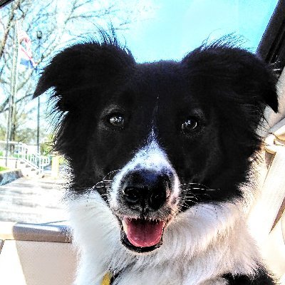 MD or Bust - The Equitable Autist-Knowledge Magpie Profile