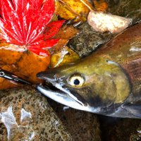 旭川医科大学釣り部 (@amu_fishingclub) Twitter profile photo