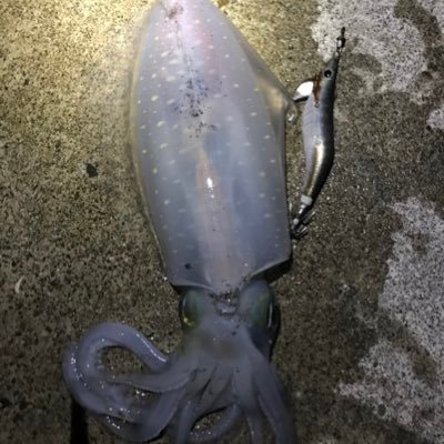 徳島県住み   エギング  アジング  メバリング  太刀魚してます。