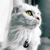 Lemoさん♠︎Minuet (@lemoofficial) 's Twitter Profile