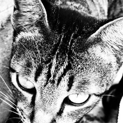SonnLaii's profile picture. 🐈