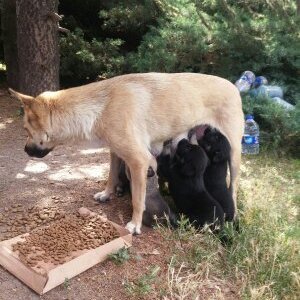 Activist / Animal Rights / Animal Rescuer / Vegan
Animal rights advocate
Hi there. help lovers
Hi there. giving importance to human life
Help save lives