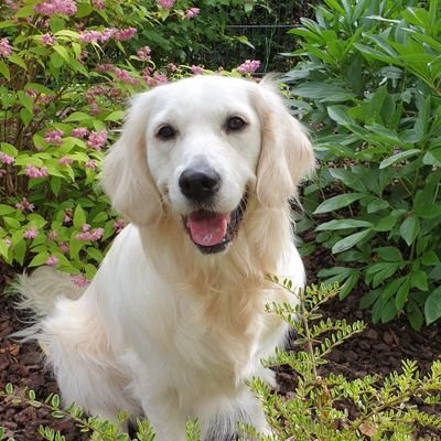 Opaline The Cream Golden Retriever Opalinelagolden Twitter