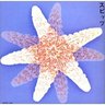 Sazanamibot's profile picture. スピッツの歌詞をつぶやくボットです。